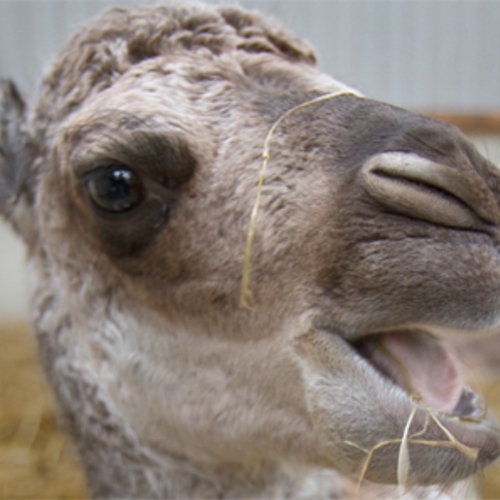 Baby Camels | VICE | United States